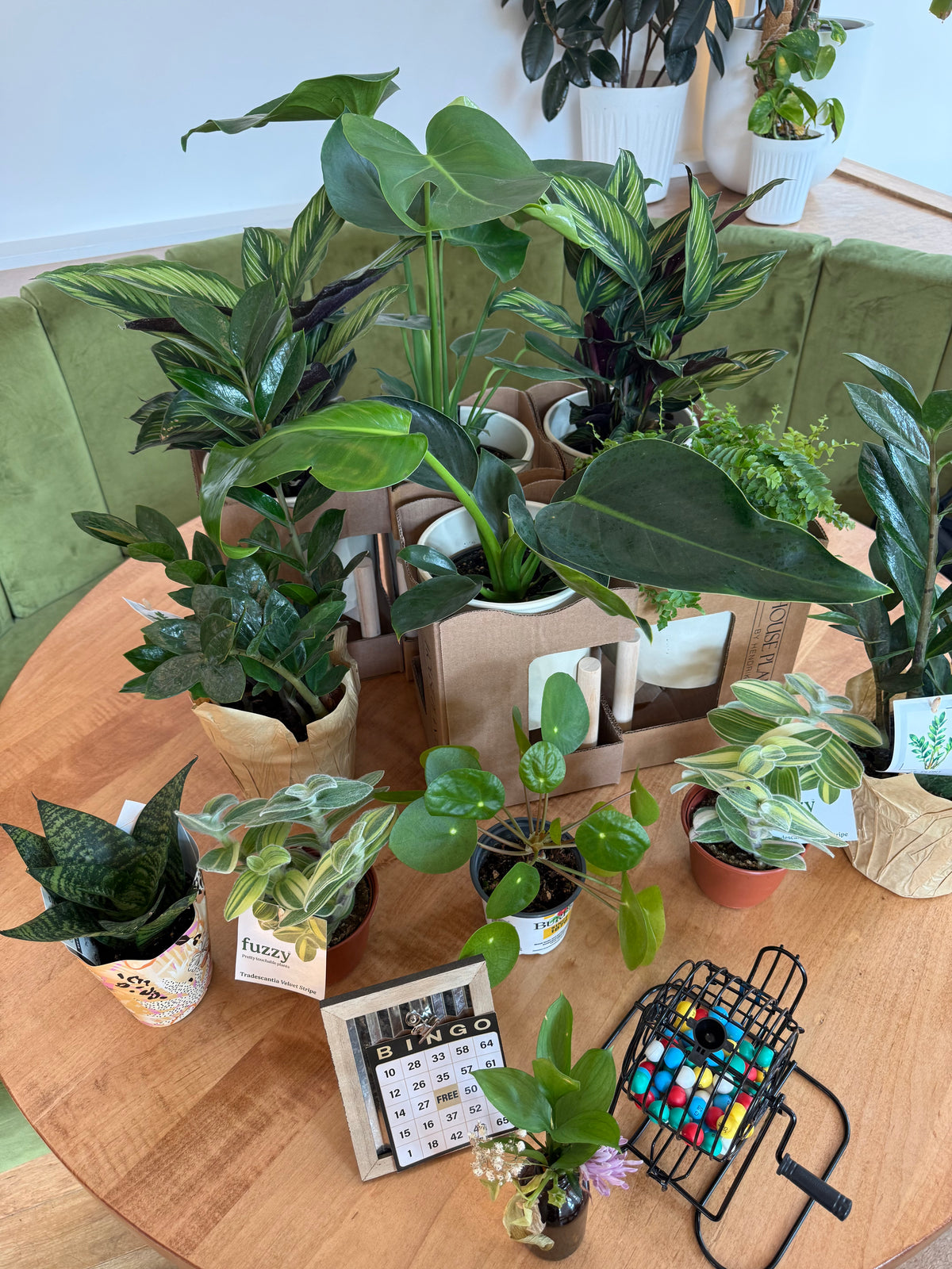 Mochi Charms Plant Bingo Night at Lay Low - September 17th, 2026