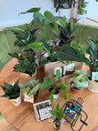 Mochi Charms Plant Bingo Night at Lay Low - September 17th, 2026