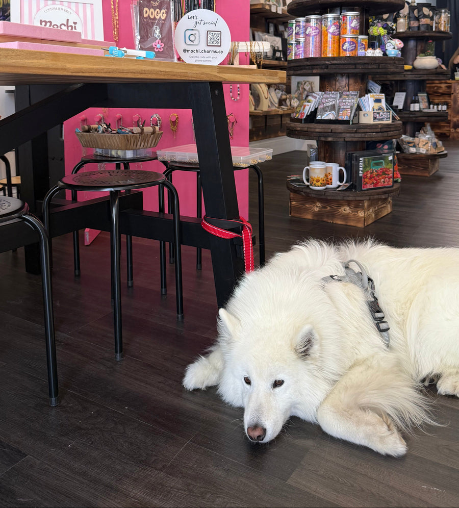 Studio 88 - Pets Charm Bar
