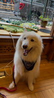 Mochi Social Walks & Coffee Club at Pau Hana Coffee - September Event